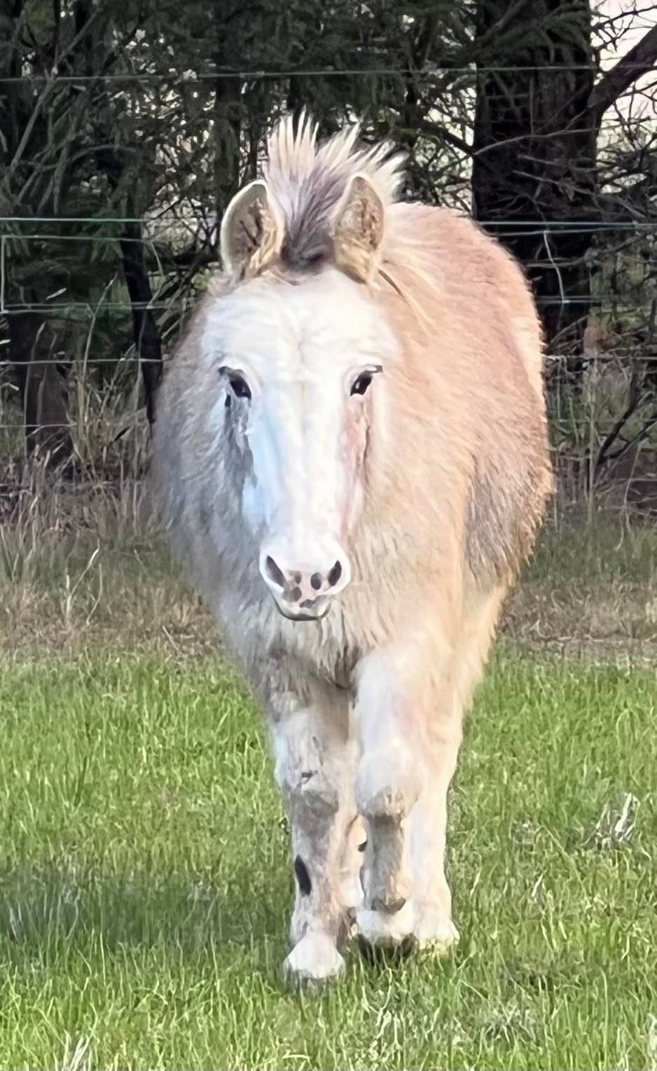 Want to meet Evie, she is a super friendly mule who loves interacting with people